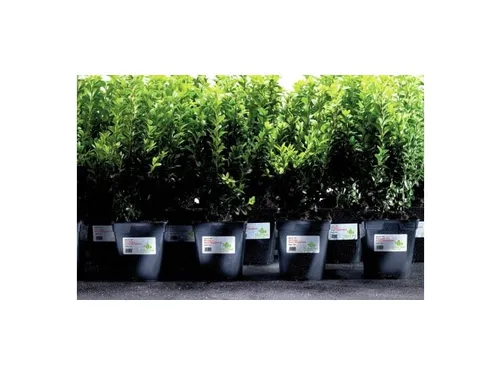 weerbestendig etiket Avery 63,5x33,9mm 20 vel 24 etiketten per vel