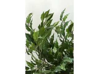 Ficus Benjamina Groen 210cm Exclusief Sierpot - 2