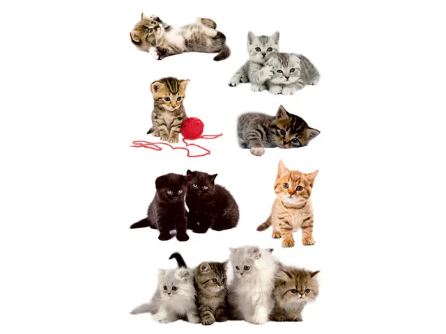 papieretiket Z-design Kids pakje a 3 vel katten foto