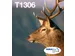 Multipack 3-colours T1306 DURABrite Ultra Ink EasyMail