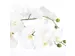 Kunstplant Mica Phalaenopsis orchidee wit in plastic pot 79x51cm