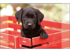 Bureauonderlegger Kangaro PP 38x58cm dessin Labrador Zwart