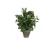 Kunstplant Mica Syngonium groen in pot 35x25cm