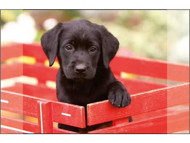 Bureauonderlegger Kangaro PP 38x58cm dessin Labrador Zwart