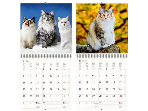 Kalender 2027 Helma 365 30x30cm katten