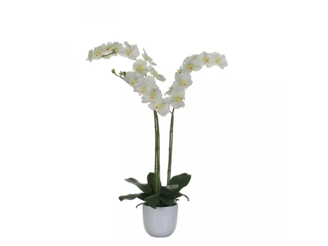 Phalaenopsis orchidee 100cm