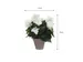 Kunstplant Mica Begonia wit in pot Stan grijs 25x30cm