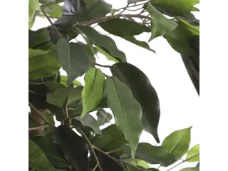 Kunstplant Mica Ficus groen in pot 85x150cm - 8