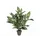 Vepa Bins Dieffenbachia
