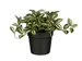 Kunstplant Mica Tradescantia in pot groen 16x16cm