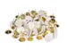 Punaise Kangaro capuchon blanc. 100 pieces dans une boite.