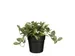 Plante artificielle Mico Tradescantia Pot plastique 16x16cm