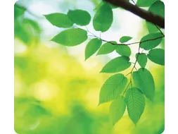 Muismat Fellowes natuur collectie bladeren
