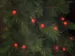 Cherry Light LED - 12m - 120 Rode Lampjes - Groene Draad - 24 V