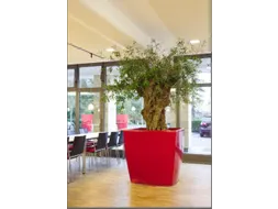 plantenpot,trapeziumvormig,PE,robijnrood,HxBxD 900x1000x1000mm,380l