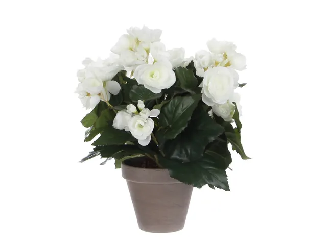 Kunstplant Mica Begonia wit in pot Stan grijs 25x30cm