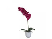 Phalaenopsis orchidee 60cm