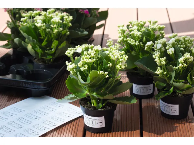 HERMA 4692 Weervaste Folie-etiketten A4 210x148mm Wit 50 stuks