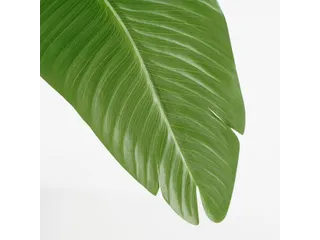 Kunstplant Mica Bananen boom in plastic pot 180x30cm - 5