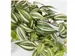 Kunstplant Mica Tradescantia hangend groen 45x25cm