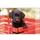 Bureauonderlegger Kangaro PP 38x58cm dessin Labrador Zwart