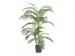 Palmier Areca Golden Cane 150cm