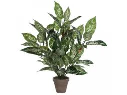 Vepa Bins Dieffenbachia