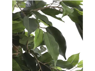 Kunstplant Mica Ficus groen in pot 85x150cm - 2