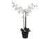 Kunstplant Mica Phalaenopsis orchidee wit in plastic pot 79x51cm