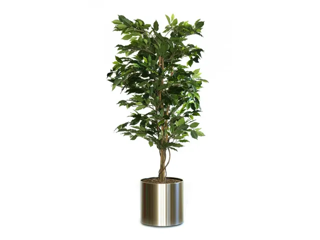 Ficus Benjamina 150cm