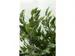 Ficus Benjamina 150cm
