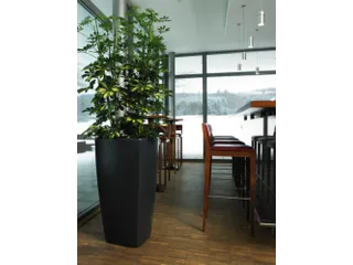 plantenpot,trapeziumvormig,PE,antracietgrijs,HxBxD 900x470x470mm,38l - 1