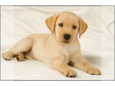 Bureauonderlegger Kangaro PP 38x58cm dessin Labrador wit