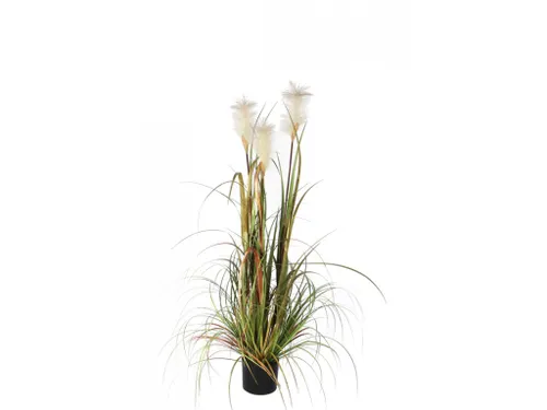 Pluimgras Foxtail 120cm