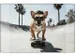 Sous-main Kangaro 35x58cm PP Skate Dog