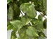 Kunstplant Mica Scindapsus hangend groen 45x25cm