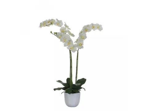 Phalaenopsis orchidee 100cm