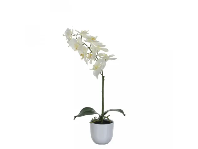 Phalaenopsis orchidee 60cm