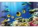 Bureauonderlegger Kangaro PP 38x58cm dessin aquarium