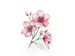 Tekenset Sakura Creative Kit Cherry Blossom 6 stuks