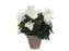 Kunstplant Mica Begonia wit in pot Stan grijs 25x30cm