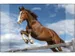 Sous-main Kangaro 35x58cm PP Wild Horse