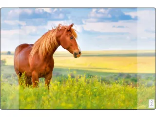 Bureauonderlegger Kangaro PP 38x58cm paard - 1