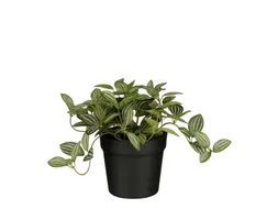 Kunstplant Mica Tradescantia in pot 16x16cm