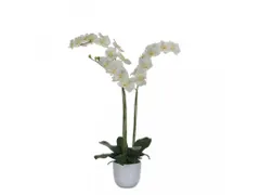 Phalaenopsis orchidee 100cm