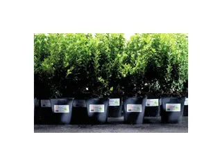 Weerbestendige etiketten Avery 63.5x33.9mm Polyester wit 480 stuks - 4