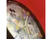Horloge murale 30cm-Silent-Bleu-Plastique-NeXtime Pond