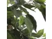 Kunstplant Mica Ficus groen in pot 85x150cm
