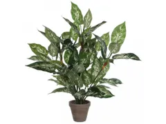 Vepa Bins Dieffenbachia