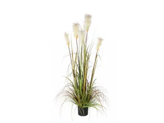 Pluimgras Foxtail 150cm - 1